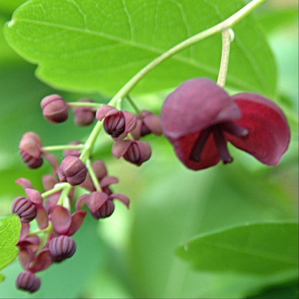 Chocolate Vine | Akebia quinata | On a 90cm cane in a 3L pot Climbing Plants