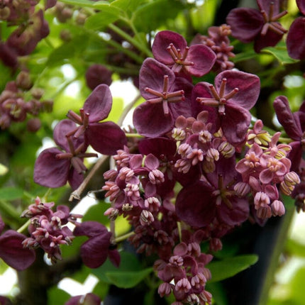 Chocolate Vine | Akebia quinata | On a 90cm cane in a 3L pot Climbing Plants