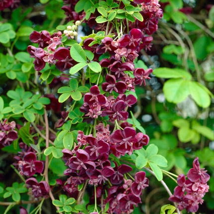 Chocolate Vine | Akebia quinata | On a 90cm cane in a 3L pot Climbing Plants