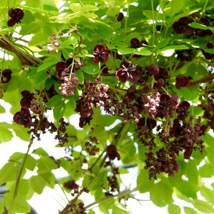 Chocolate Vine | Akebia quinata | On a 90cm cane in a 3L pot Climbing Plants