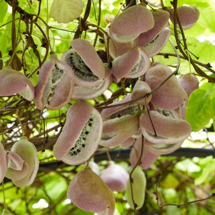 Chocolate Vine | Akebia quinata | On a 90cm cane in a 3L pot Climbing Plants