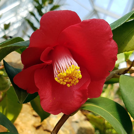 Red Camellia japonica Plant Ornamental Trees