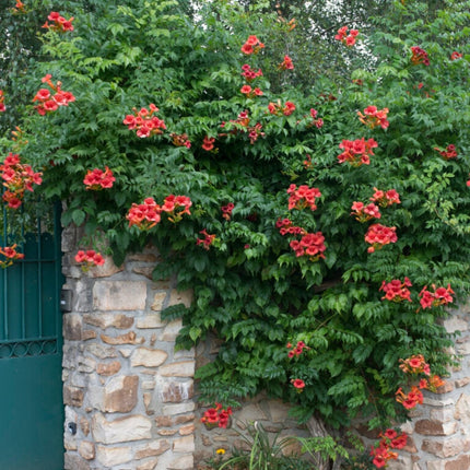 Red Trumpet Vine | Campsis tagliabuana 'Madame Galen' Climbing Plants