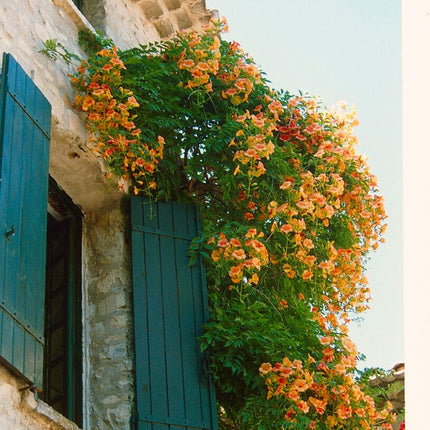 Yellow Trumpet Vine | Campsis radicans 'Flava' Climbing Plants