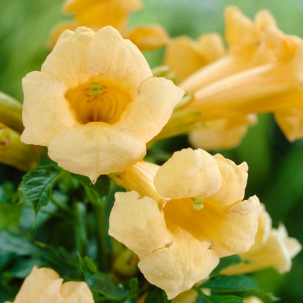 Yellow Trumpet Vine | Campsis radicans 'Flava' Climbing Plants