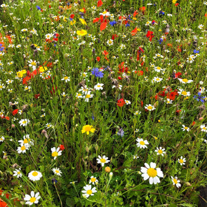 Wildflower Meadow Seed with Empathy Rootgrow™ Perennial Bedding