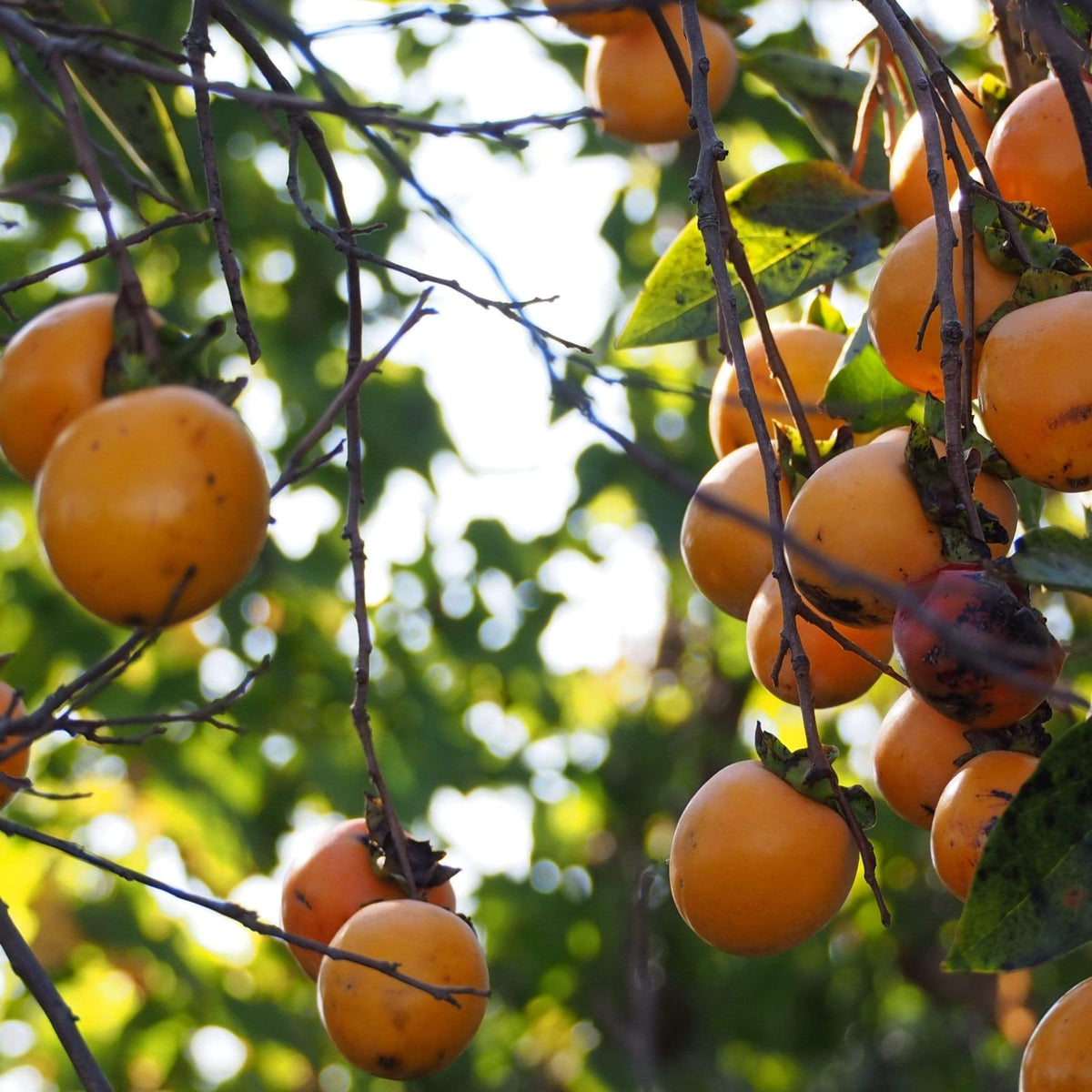 Japanese Persimmon Tree – Roots Plants