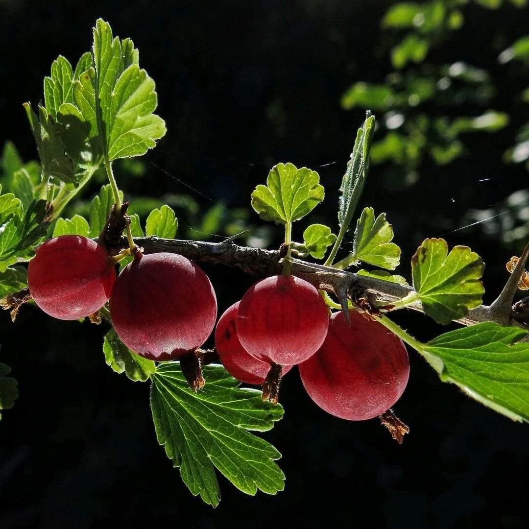 Complete Gooseberry Collection | Red, White & Green – Roots Plants