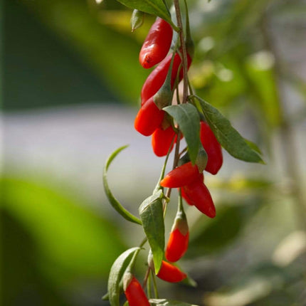 Goji Berry Plant Soft Fruit