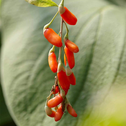 Goji Berry Plant Soft Fruit