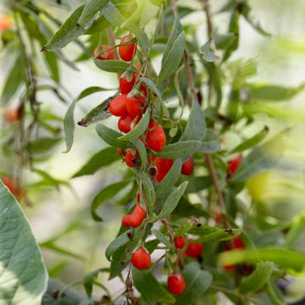 Goji Berry Plant Soft Fruit