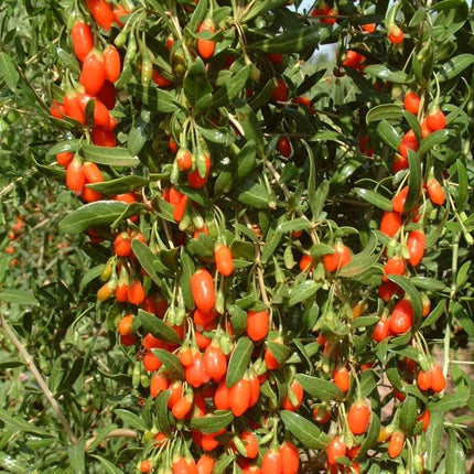 Goji Berry Plant Soft Fruit