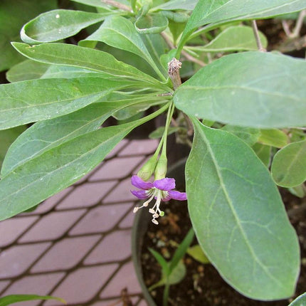 Goji Berry Plant Soft Fruit