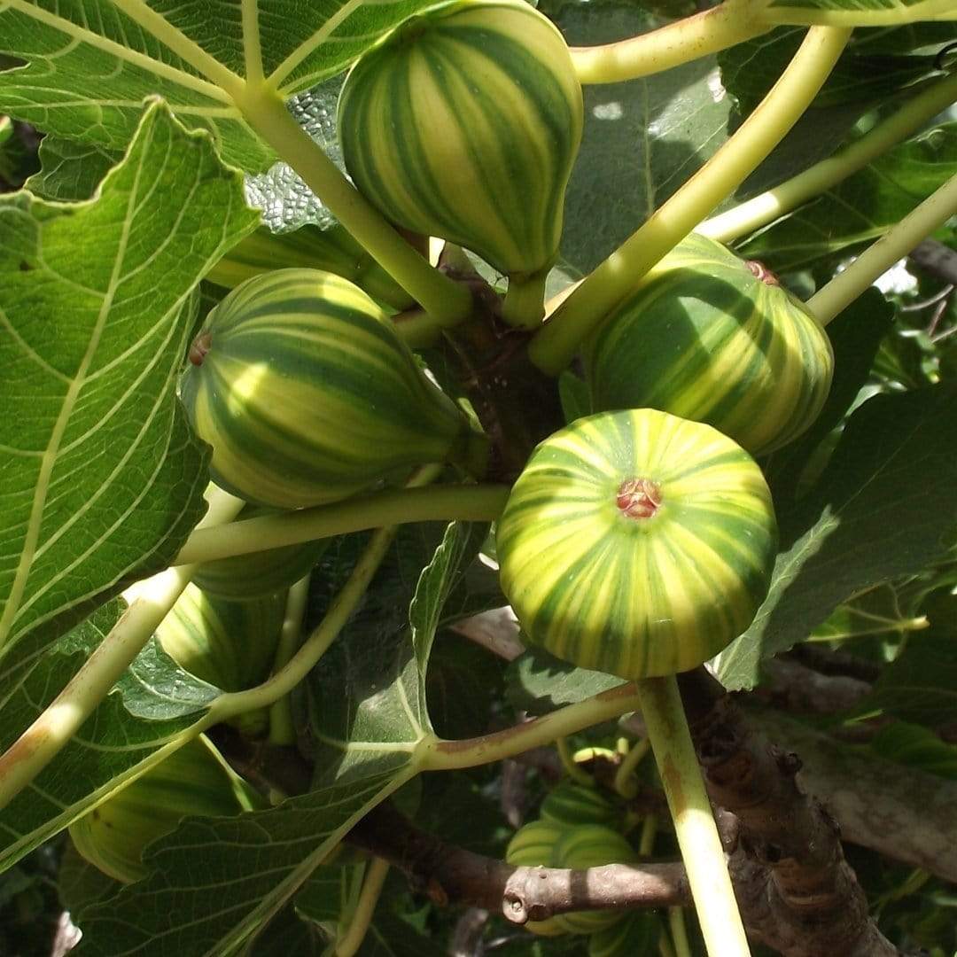 'Panachée' Fig Tree