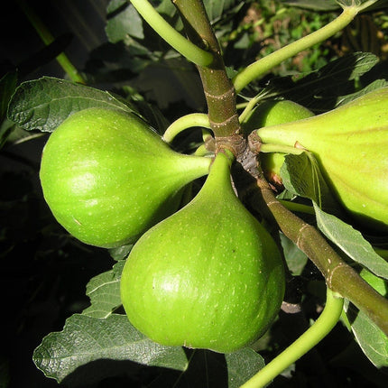 Dalmatie Fig Tree Soft Fruit