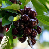 Kordia Cherry Tree Fruit Trees