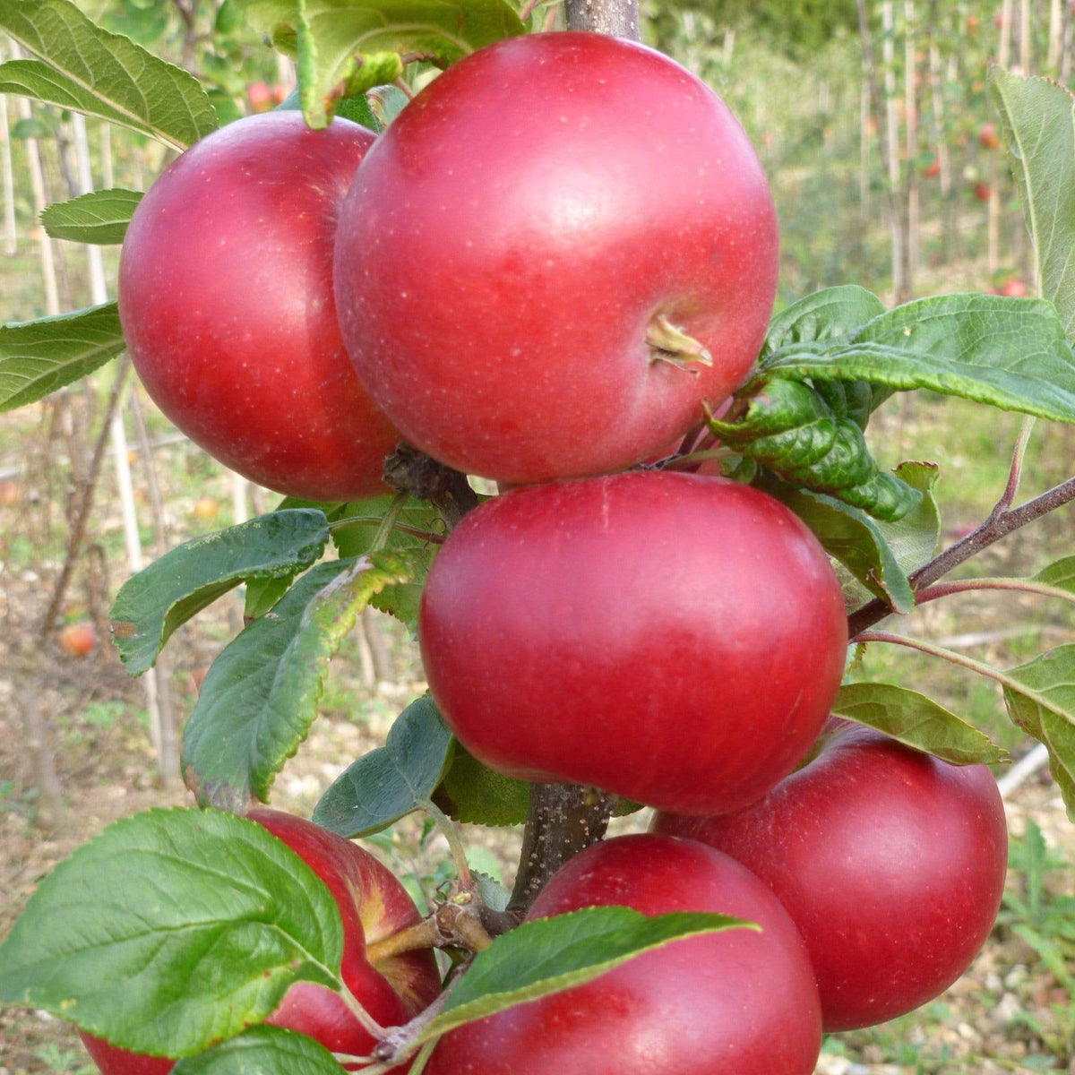 Red Devil Apple Tree - Roots Plants