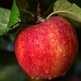 Braeburn Hillwell Apple Tree Fruit Trees