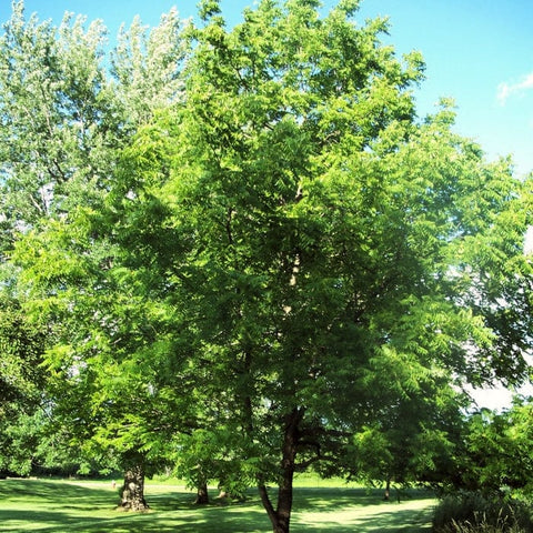 Nut Trees: UK Grown, Hardy and Sustainable - Roots Plants