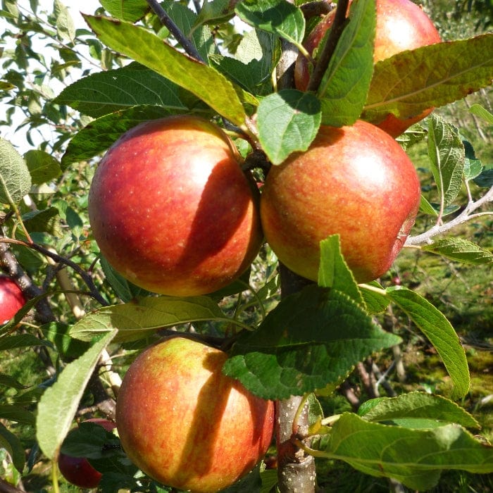 'Ellison's Orange' Apple Tree