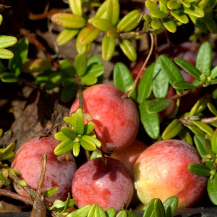 Pilgrim' Cranberry Bush Soft Fruit