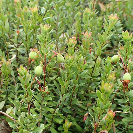 Pilgrim' Cranberry Bush Soft Fruit