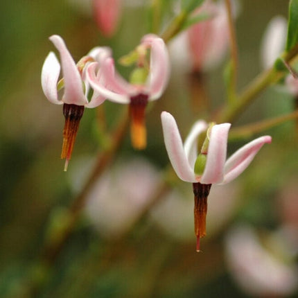 Pilgrim' Cranberry Bush Soft Fruit