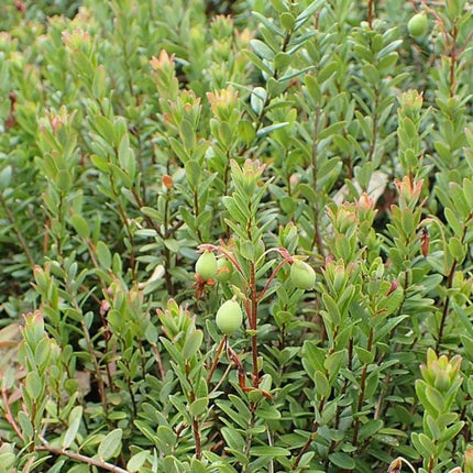 Pilgrim' Cranberry Bush Soft Fruit