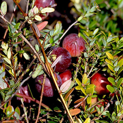 Pilgrim' Cranberry Bush Soft Fruit