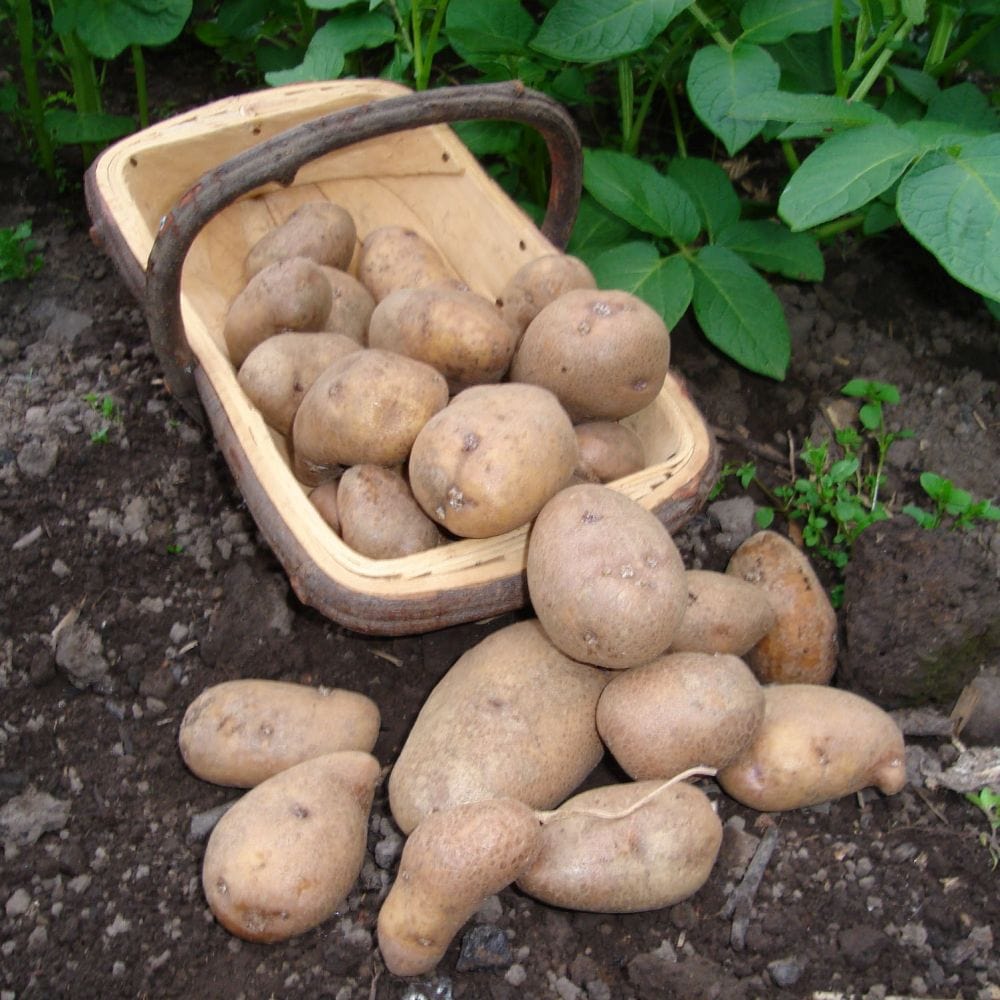 'Golden Wonder' Maincrop Seed Potatoes