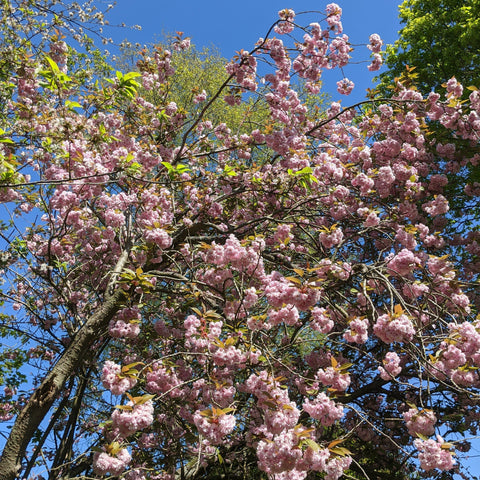 Cherry Blossom Trees: Shop the Best to Grow in the UK - Roots Plants