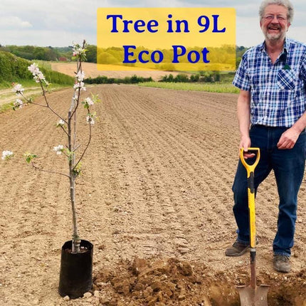 Large-leaved Lime Tree | Tilia platyphyllos Ornamental Trees