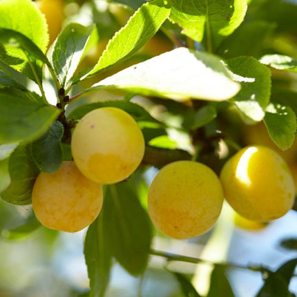 Mirabelle Golden Sphere' Plum Tree Fruit Trees