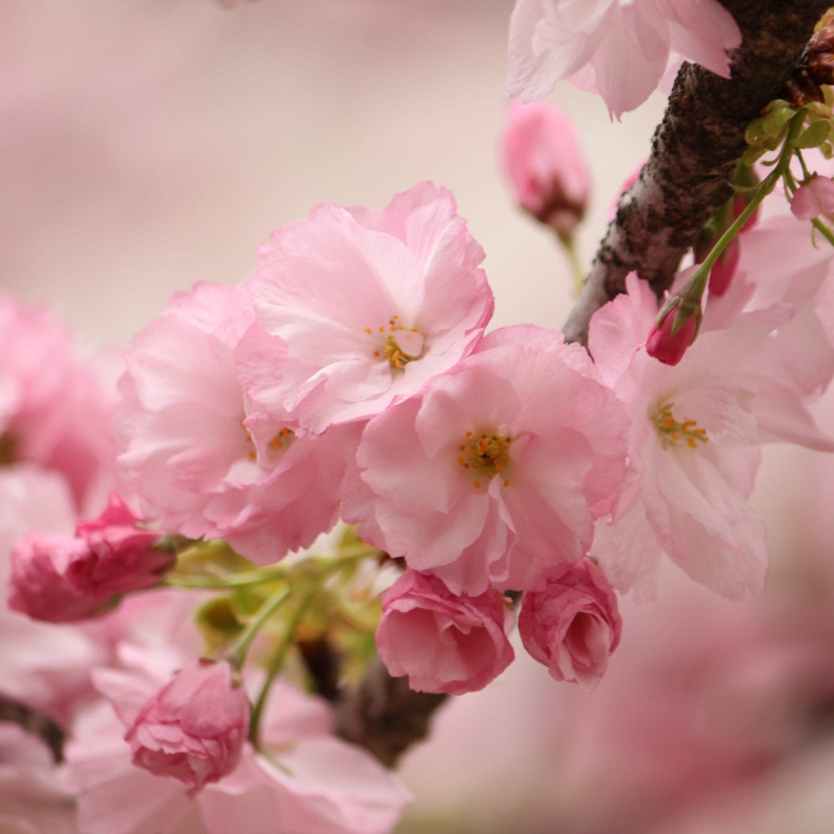 'Kurilensis Ruby' Cherry Blossom Tree | Prunus nipponica – Roots Plants