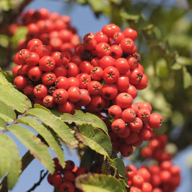 Mountain Ash Tree (Red Berry) For Sale Ireland