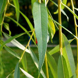 Golden Weeping Willow Hedging | Salix chrysocoma Shrubs