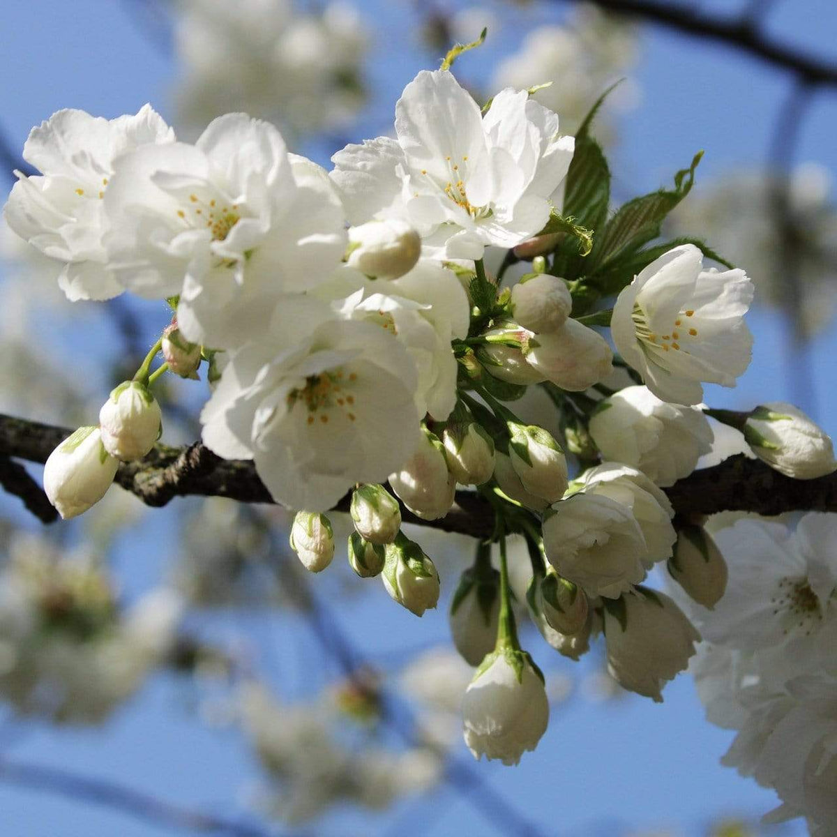 Weeping Yoshino Cherry Blossom Tree | Prunus Yedoensis – Roots Plants