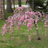 Single Pink Weeping Cherry Blossom Tree | Prunus Pendula Rubra Ornamental Trees