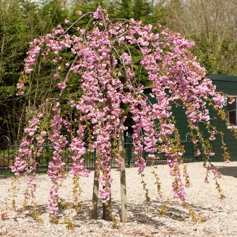 Ornamental Trees for Flowers, Foliage and Wildlife - Roots Plants