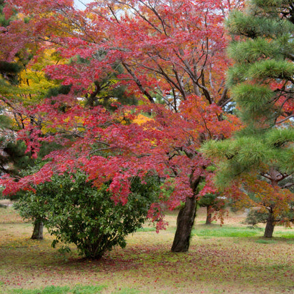 Japanese Katsura Tree | Cercidiphyllum Japonicum Ornamental Trees