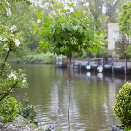 Japanese Katsura Tree | Cercidiphyllum Japonicum Ornamental Trees