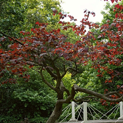 Forest Pansy' Canadian Redbud Tree | Cercis canadensis Ornamental Trees