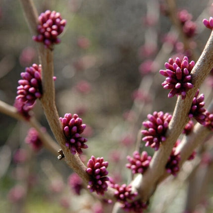 Forest Pansy' Canadian Redbud Tree | Cercis canadensis Ornamental Trees