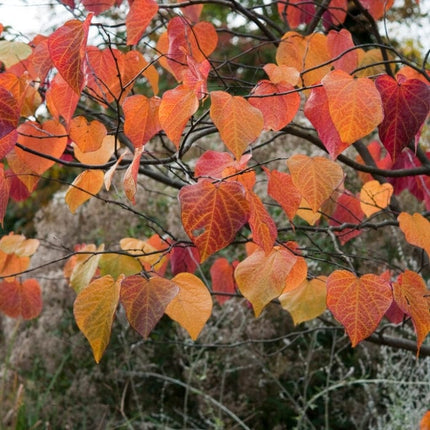 Forest Pansy' Canadian Redbud Tree | Cercis canadensis Ornamental Trees