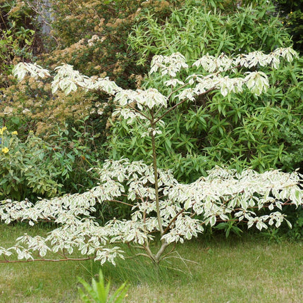 Wedding Cake Tree | Cornus contraversa 'Variegata' Ornamental Trees