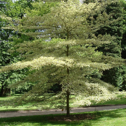 Wedding Cake Tree | Cornus contraversa 'Variegata' Ornamental Trees