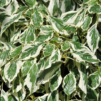 Wedding Cake Tree | Cornus contraversa 'Variegata' Ornamental Trees