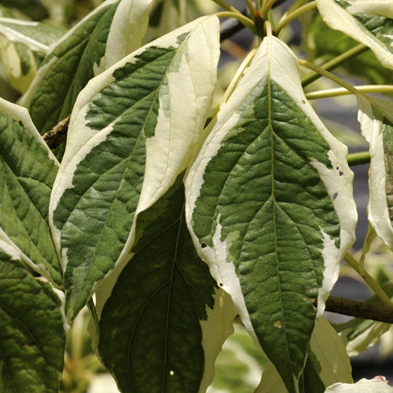 Wedding Cake Tree | Cornus contraversa 'Variegata' Ornamental Trees