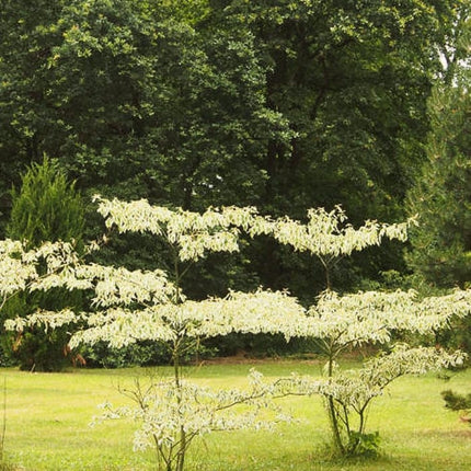 Wedding Cake Tree | Cornus contraversa 'Variegata' Ornamental Trees