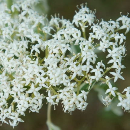 Wedding Cake Tree | Cornus contraversa 'Variegata' Ornamental Trees